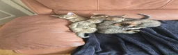 Domestic Shorthair cats for sale: 5 beautiful tabby kittens for Sale!!! - Advert 1