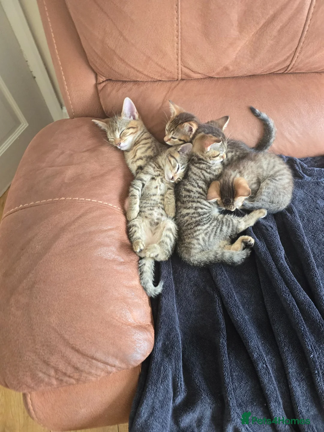Domestic Shorthair cats for sale: 5 beautiful tabby kittens for Sale!!! - Advert 1