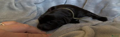 Goldador Puppy 3