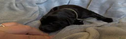 Goldador dogs for sale: Beautiful Goldador Puppies - Advert 30