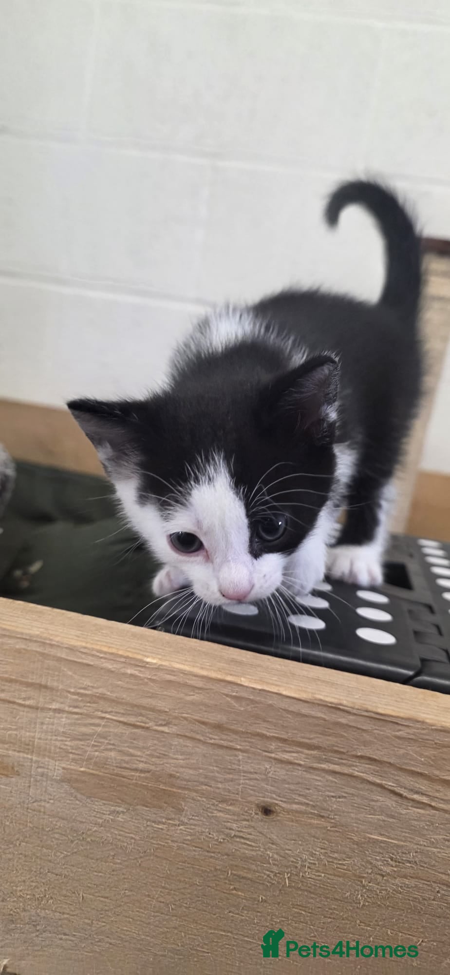 Domestic Shorthair cats for sale: 5 stunning black, ginger and white kittens - Advert 22