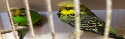 Budgerigars birds for sale: Budgies for sale, all in good health - Advert 2