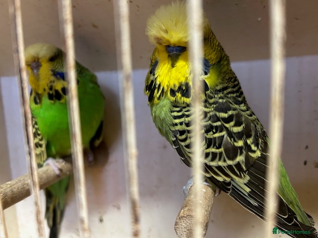 Budgerigars birds for sale: Budgies for sale, all in good health - Advert 2