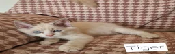 Ragdoll cats for sale: Gorgeous pure bread ragdoll kittens - Advert 11