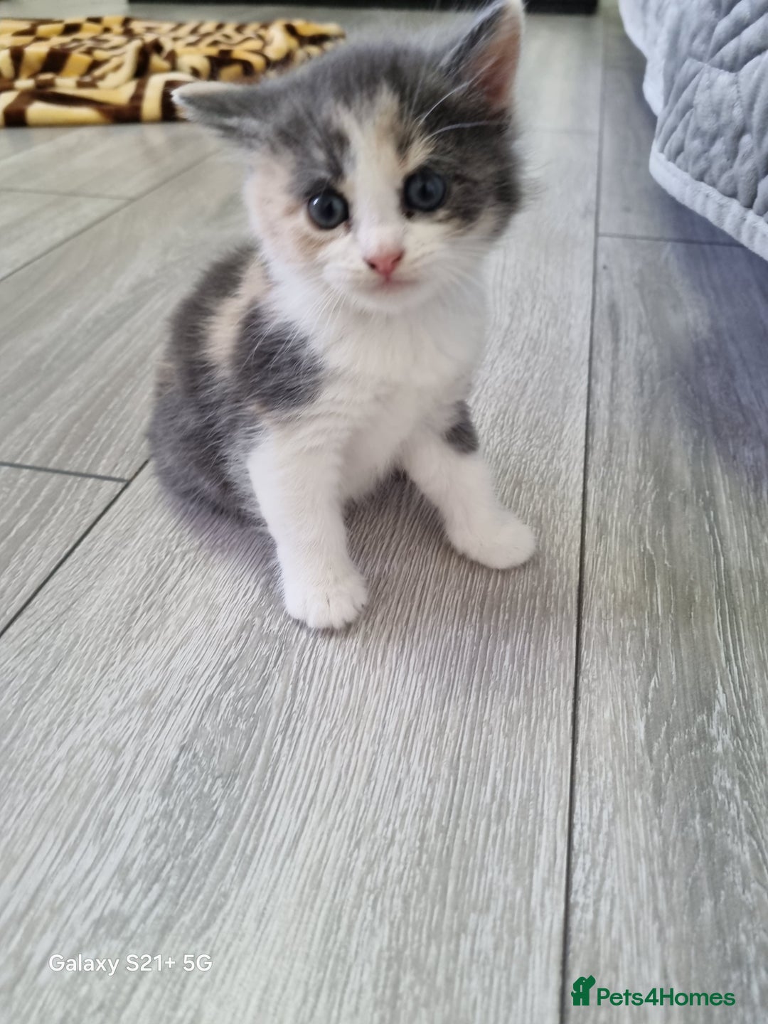 British Longhair cats for sale: Kittens for sale - Image 3