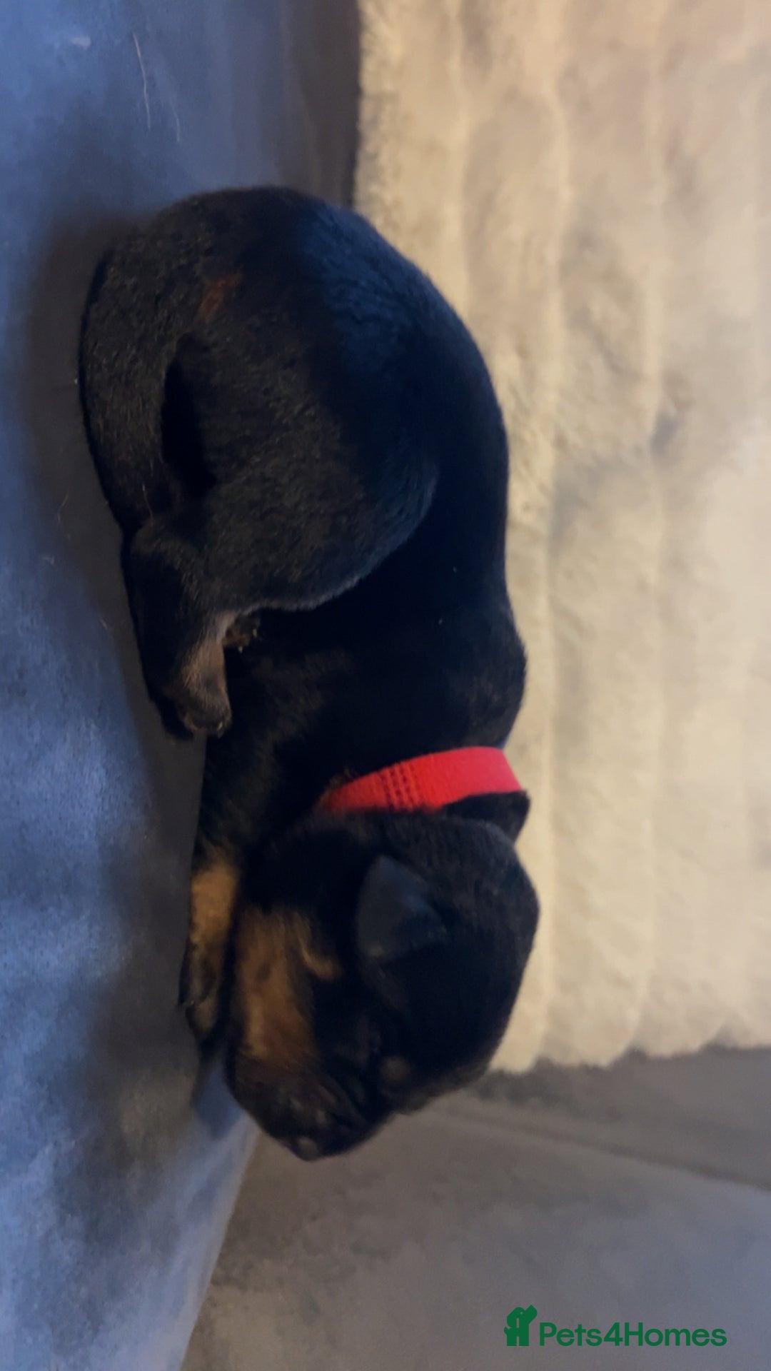 Rottweiler dogs for sale: 9 purebred Rottweiler puppies for sale - Advert 11