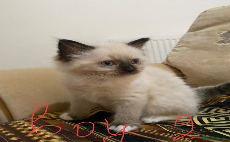 Ragdoll cats - Advert 2