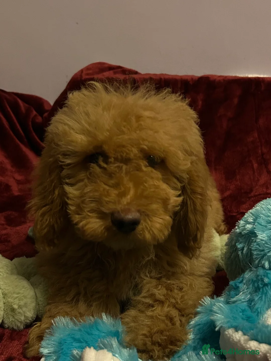 Cockapoo dogs for sale: Stunning fox red cockapoo puppies PRA Clear  - Advert 4