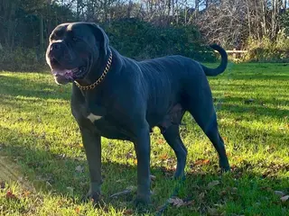 Cane Corso dogs Female Cane Corso For Sale - Advert 3