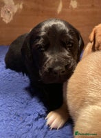 Cockerdor dogs Adorable Cockerdor pups - Advert 1