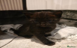 Mixed Breed cats for sale: Ragdoll (mum) X Tabby (dad) - blue eyes ! - Image 14