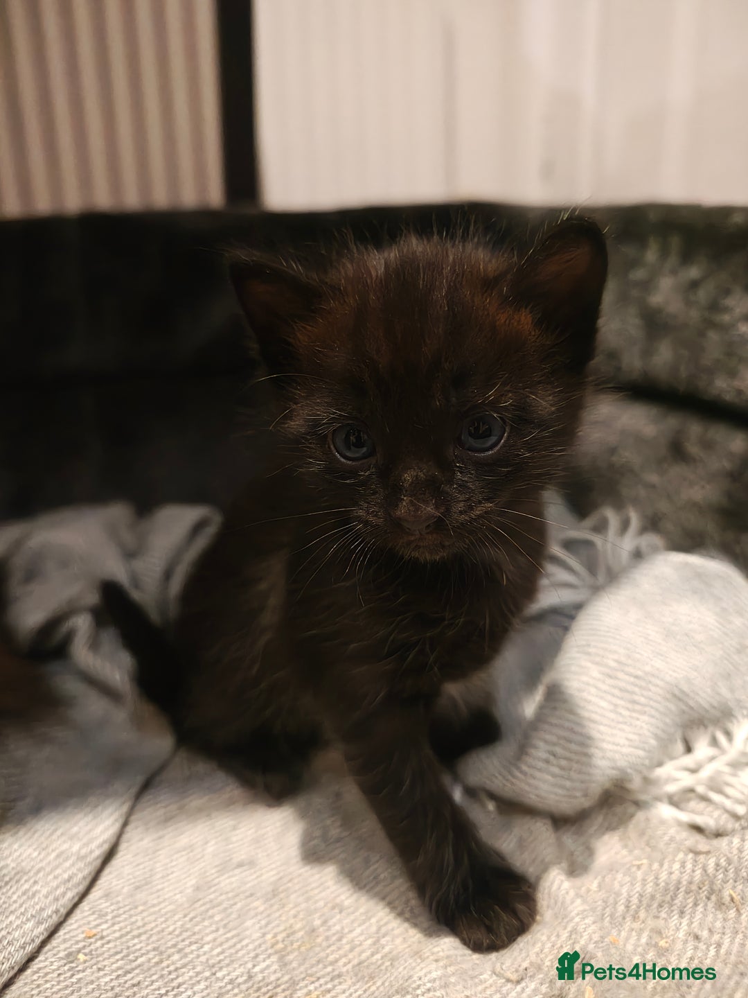 Mixed Breed cats for sale: Ragdoll (mum) X Tabby (dad) - blue eyes ! - Image 14