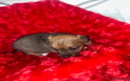 Jack Russell dogs for sale: Jack russell puppies  - Image 3