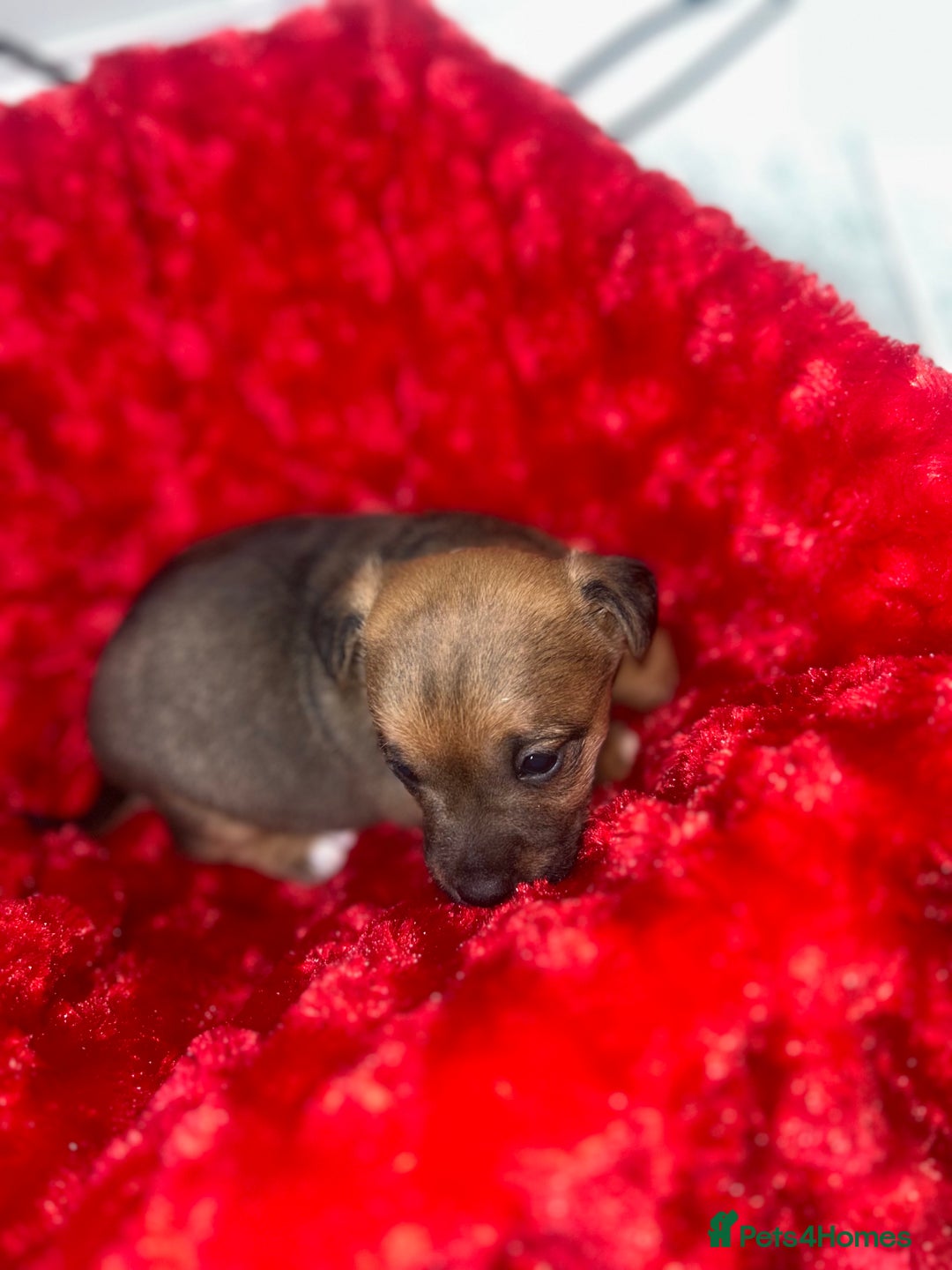 Jack Russell dogs for sale: Jack russell puppies  - Image 3