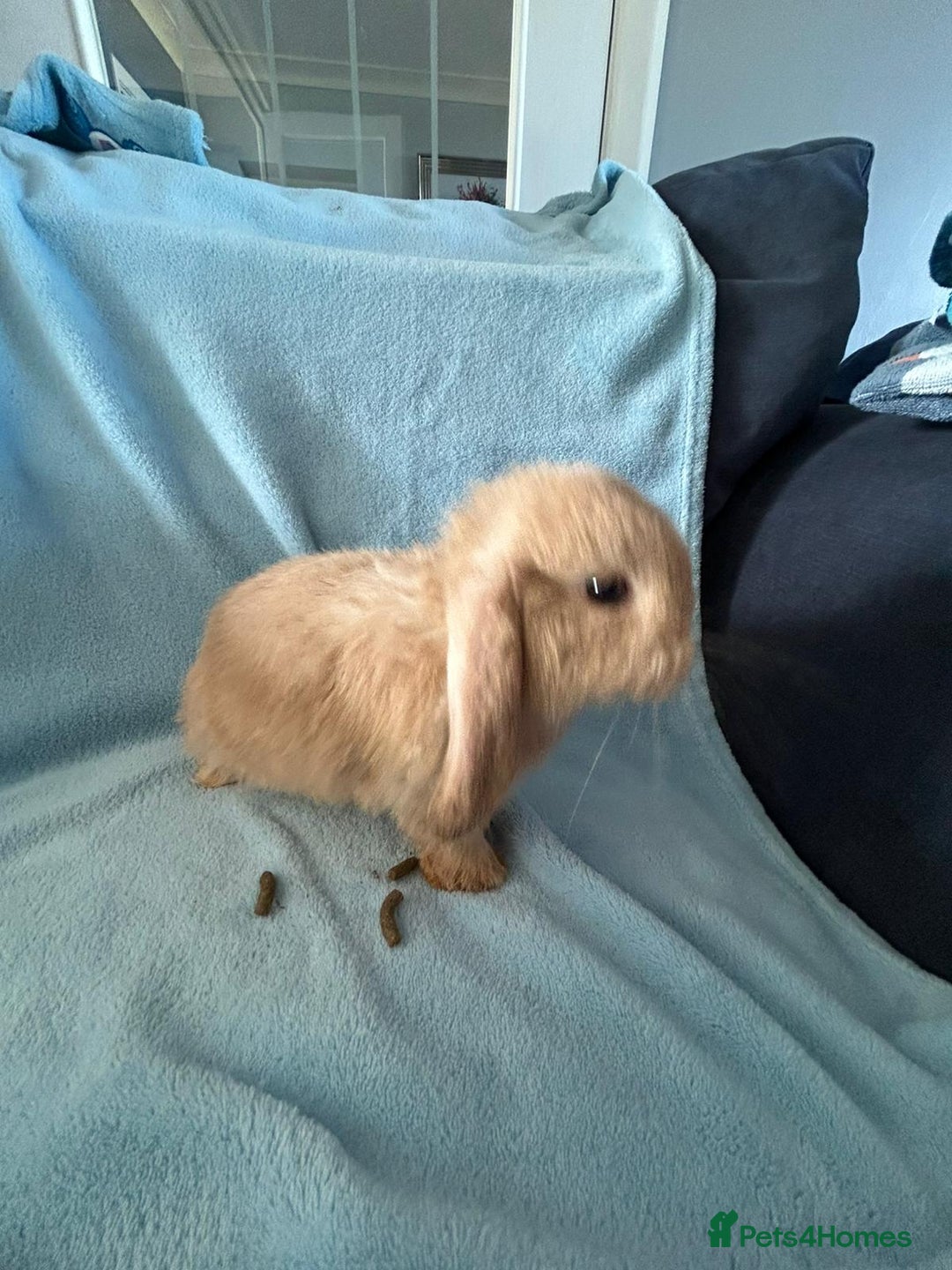 Mini Lop rabbits for sale: Pure Breed Mini Lop baby bunnies ready 1st Aug - Image 9