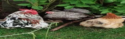 Chickens poultry for sale: Pekin Bantam Hatching Eggs For Sale Mixed Colours - Advert 14