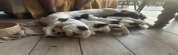English Springer Spaniel dogs for sale: KC Springer Spaniels - Advert 5