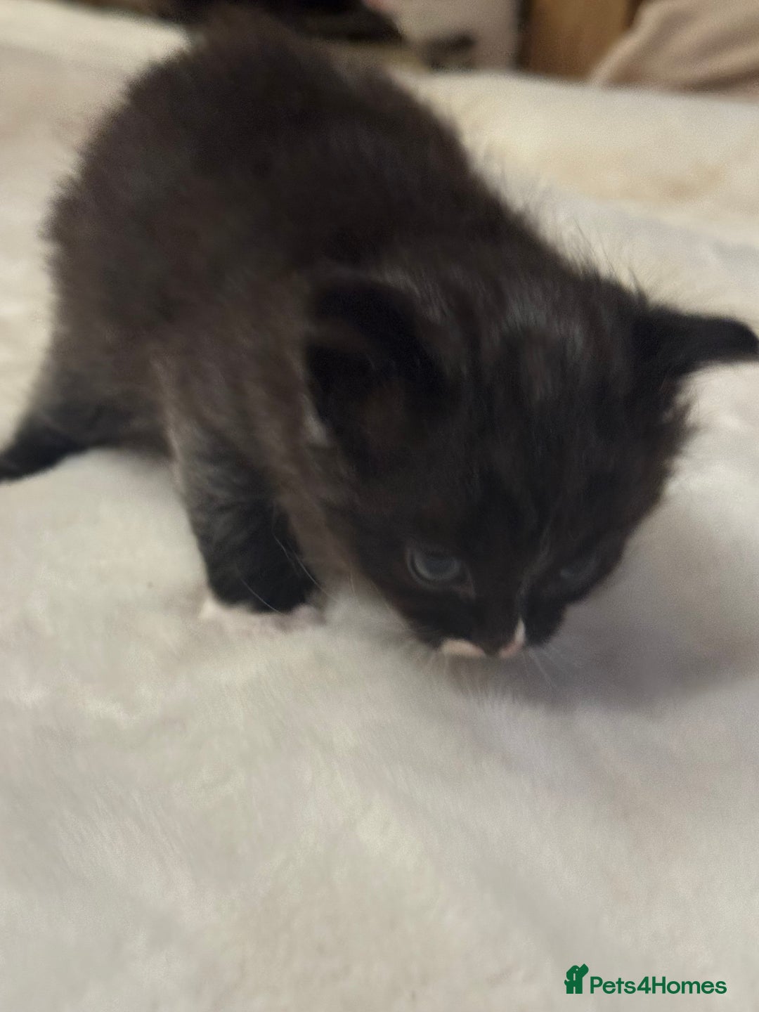 Ragdoll cats for sale: Half ragdoll stunningly marked kittens  - Image 29