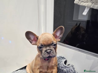 French Bulldog dogs Gorgeous french bulldogs - Advert 3
