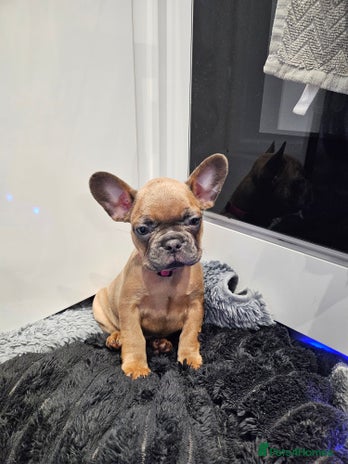 French Bulldog dogs Gorgeous french bulldogs - Advert 10