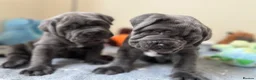 Neapolitan Mastiff dogs for sale: 2 puppies Neapolitan mastiff  - Advert 10