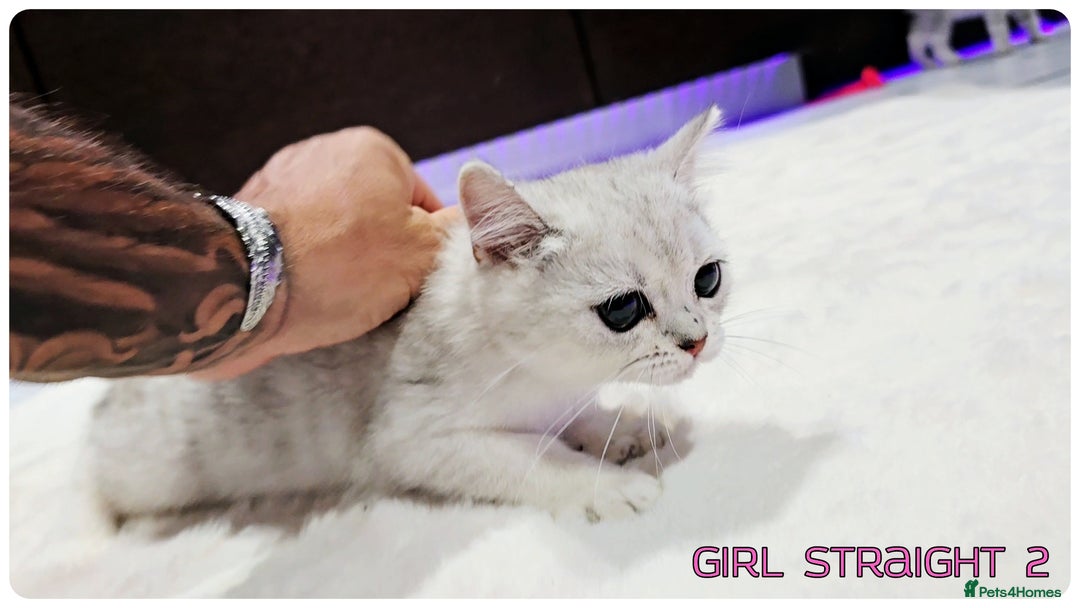 Scottish Fold cats for sale: Scottish Fold Kittens ( Delivery  available) - Image 13