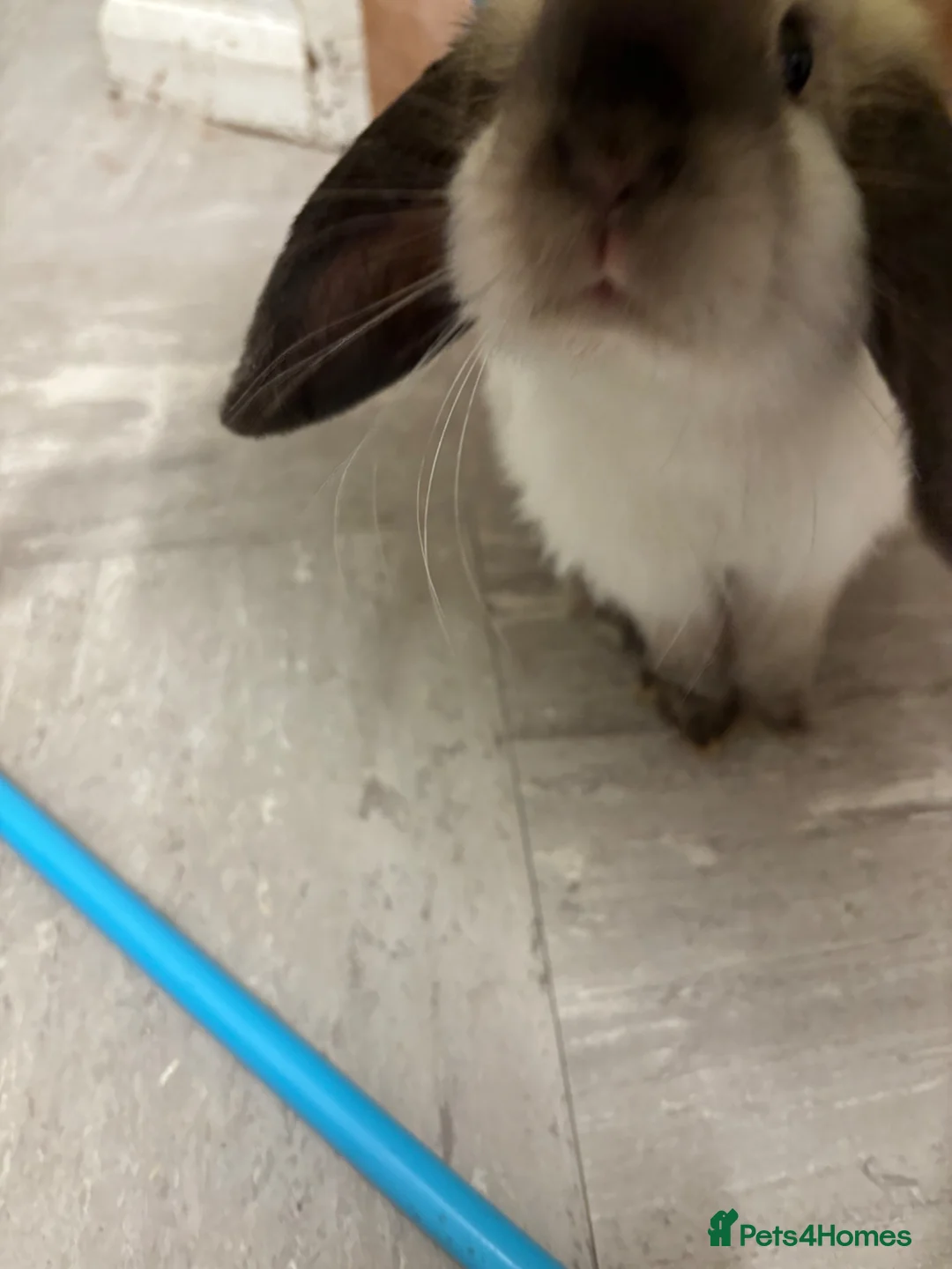 Mini Lop rabbits for sale: Sable point friendly and cuddly  mini lop.  - Advert 2