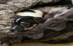 Jack Russell dogs for sale: Jack Russell male puppy - Image 2