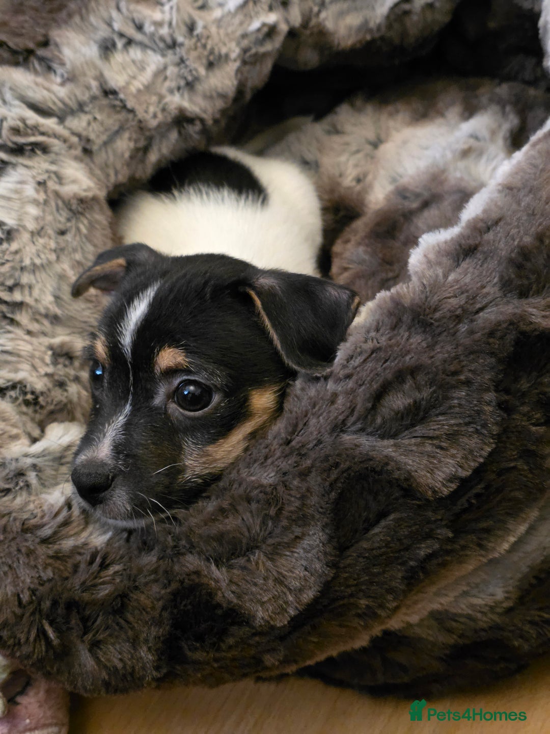 Jack Russell dogs for sale: Jack Russell male puppy - Image 2