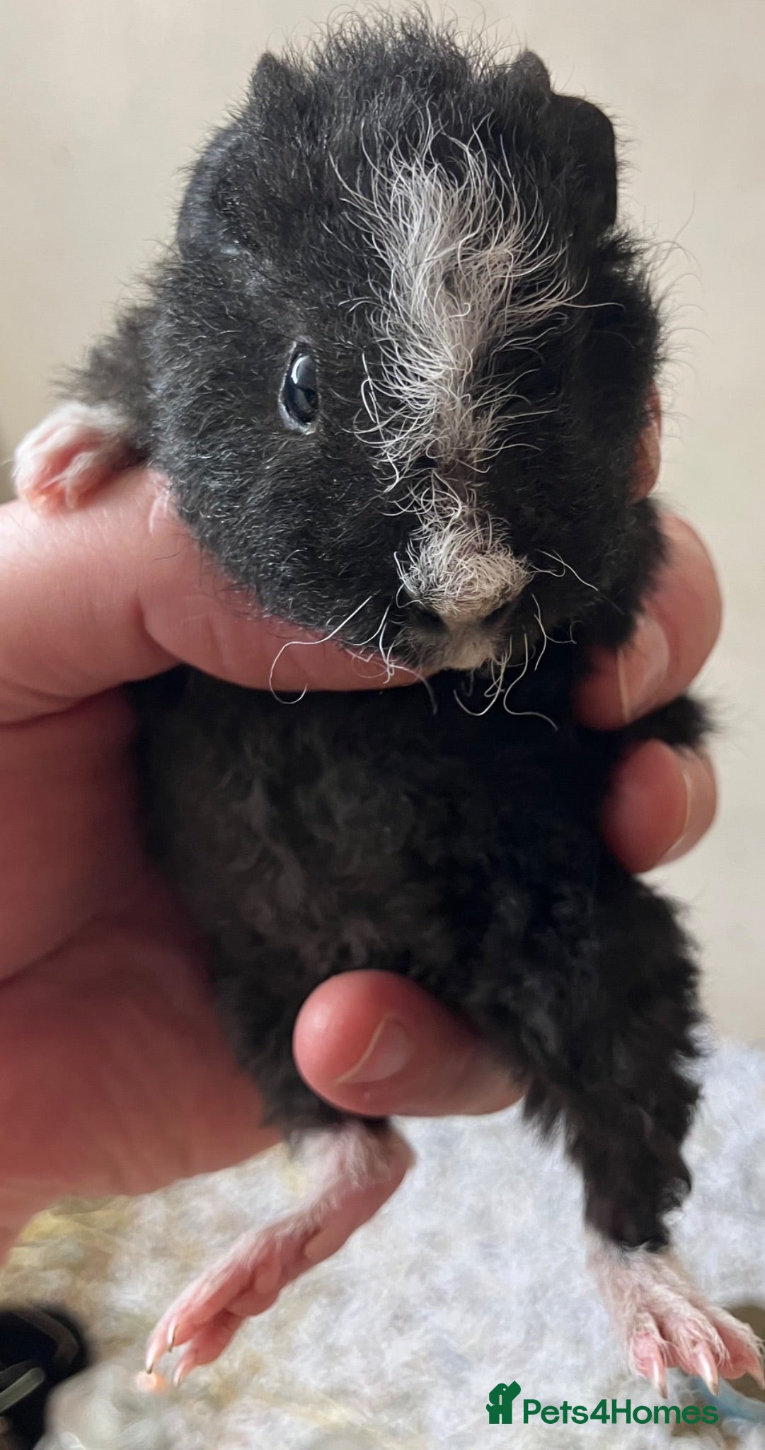 Guinea Pig rodents Pure bred Teddy boys/boars - Advert 1