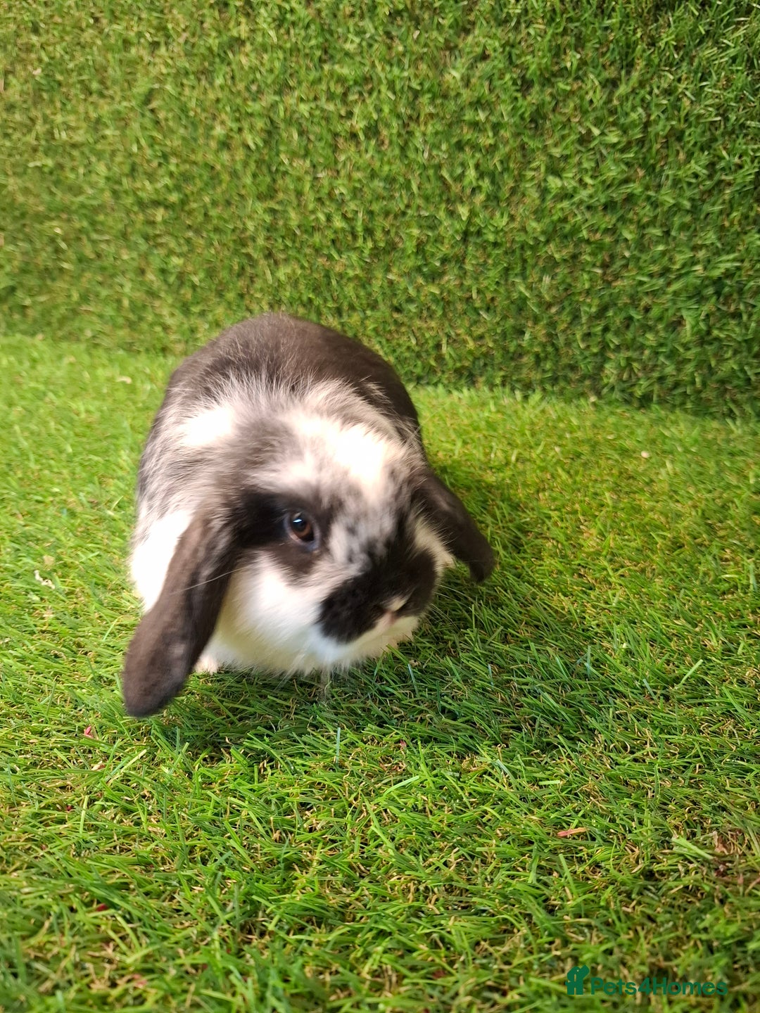 Mini Lop rabbits for sale: MINILOP BABIES READY NOW - Advert 3