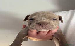 Mixed Breed dogs for sale: Olde English bulldog/ American bulldog - Image 15