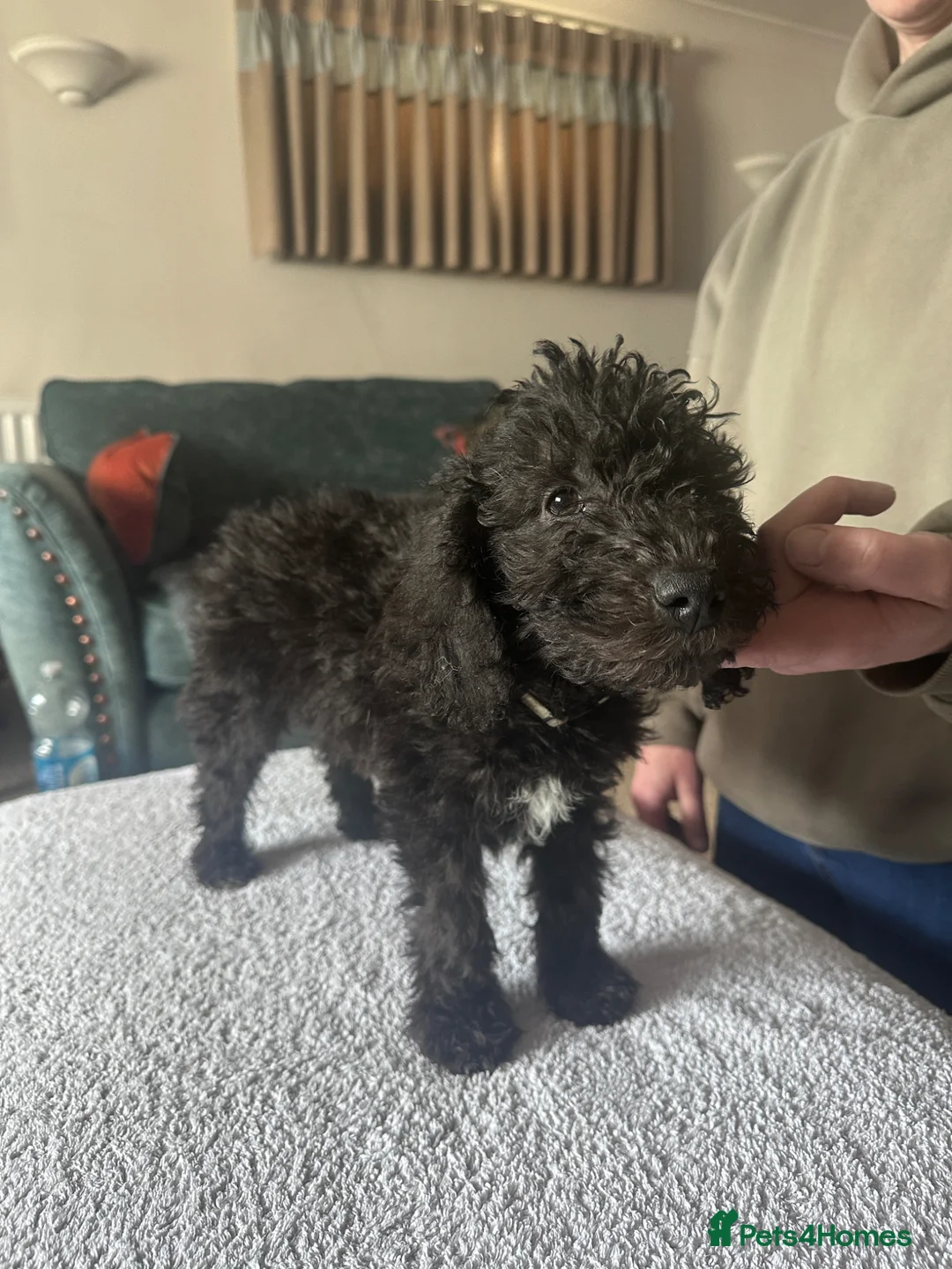Bedlington Terrier dogs for sale: Exceptional KC Registered Bedlington Terrier puppy in Grimsby - Advert 1