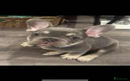 French Bulldog dogs for sale: Terrance the frenchie  - Image 3