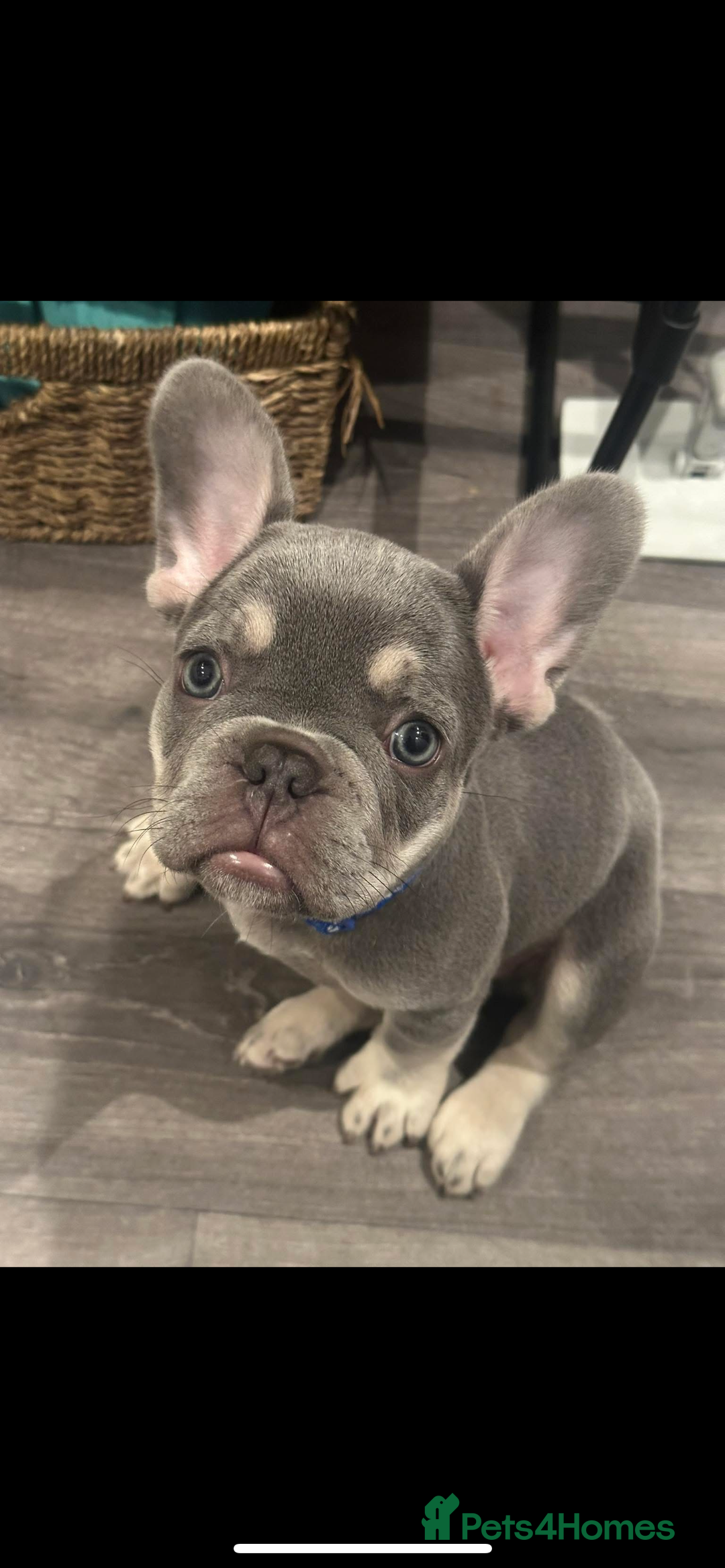 French Bulldog dogs for sale: Terrance the frenchie  - Image 3