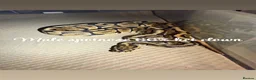 Python Snake reptiles for sale: Ball python collection  in Crewe - Advert 10