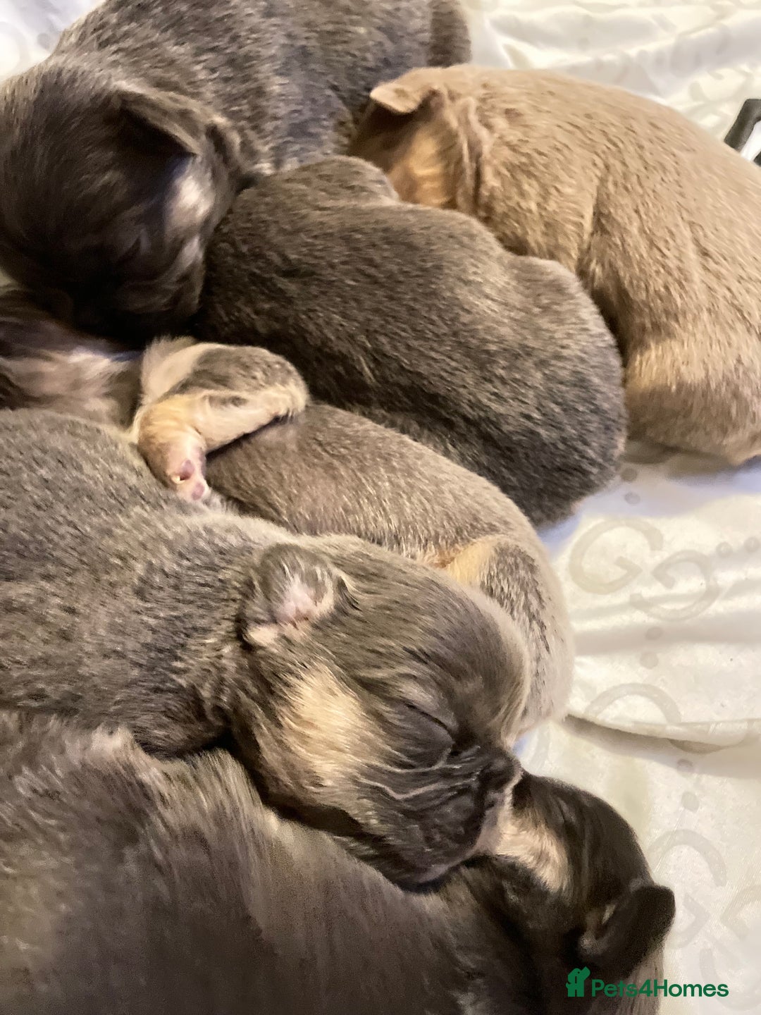 French Bulldog dogs for sale: 🩷🐶🐾6 Adorable fluffy French bulldogs 🩷🐶🐾 - Advert 25