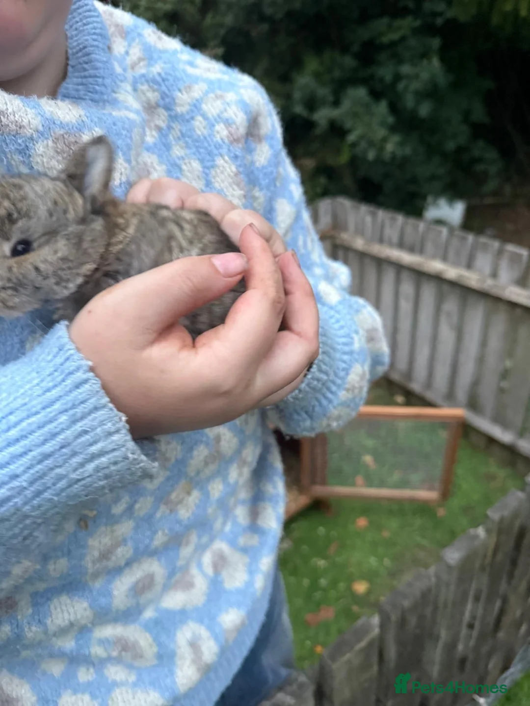 English Lop rabbits for sale: Beautiful lop babies ready in 2 weeks - Advert 9