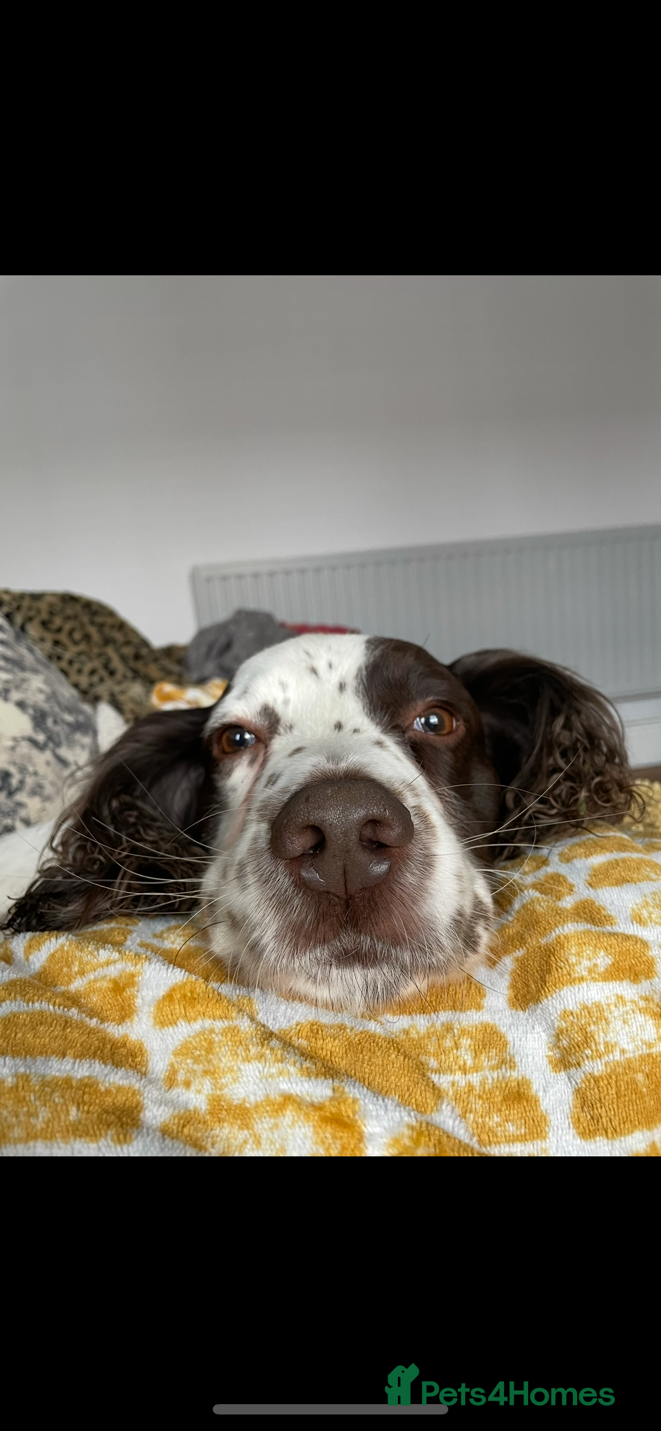 English Springer Spaniel dogs Reggie - Advert 3