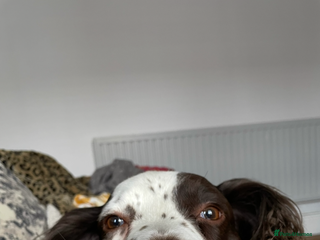 English Springer Spaniel dogs Reggie - Advert 2