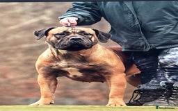 Presa Canario dogs for sale: Only 5 Star Home  - Image 5