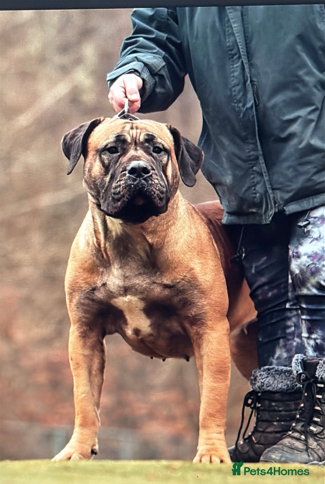 Presa Canario dogs for sale: Only 5 Star Home  - Image 5