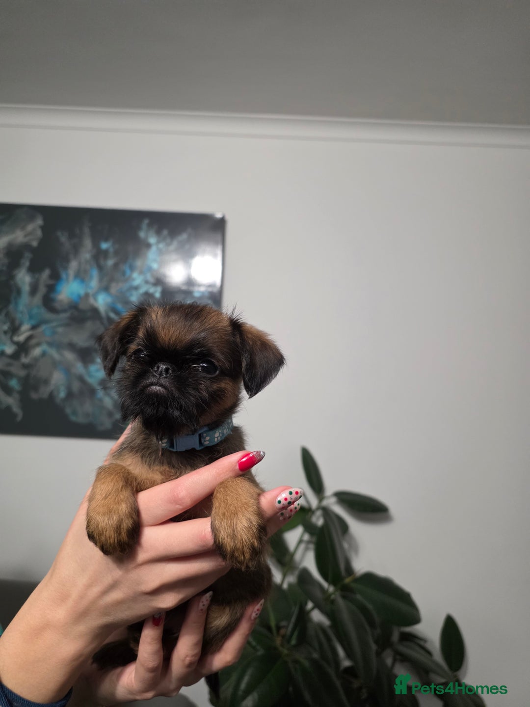Griffon Bruxellois dogs for sale: Gorgeous pedigree Griffon Bruxellois KC registered - Advert 2