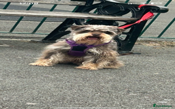 Miniature Schnauzer dogs for sale: ⭐️COOPER⭐️ MINIATURE SCHNAUZER - Image 2