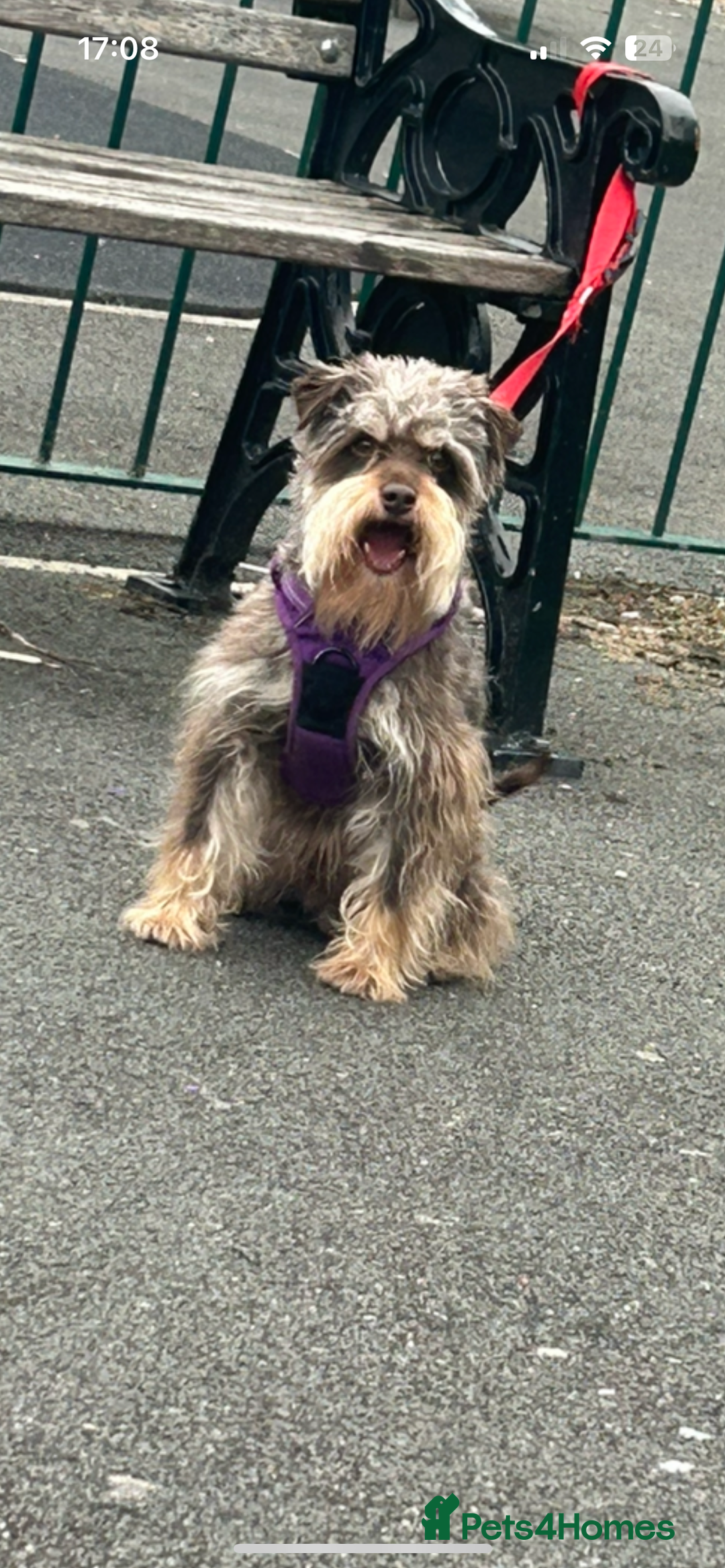 Miniature Schnauzer dogs for sale: ⭐️COOPER⭐️ MINIATURE SCHNAUZER - Image 2