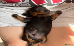 Miniature Dachshund dogs for sale: Miniature Smooth-Haired Dachshunds  - Image 13