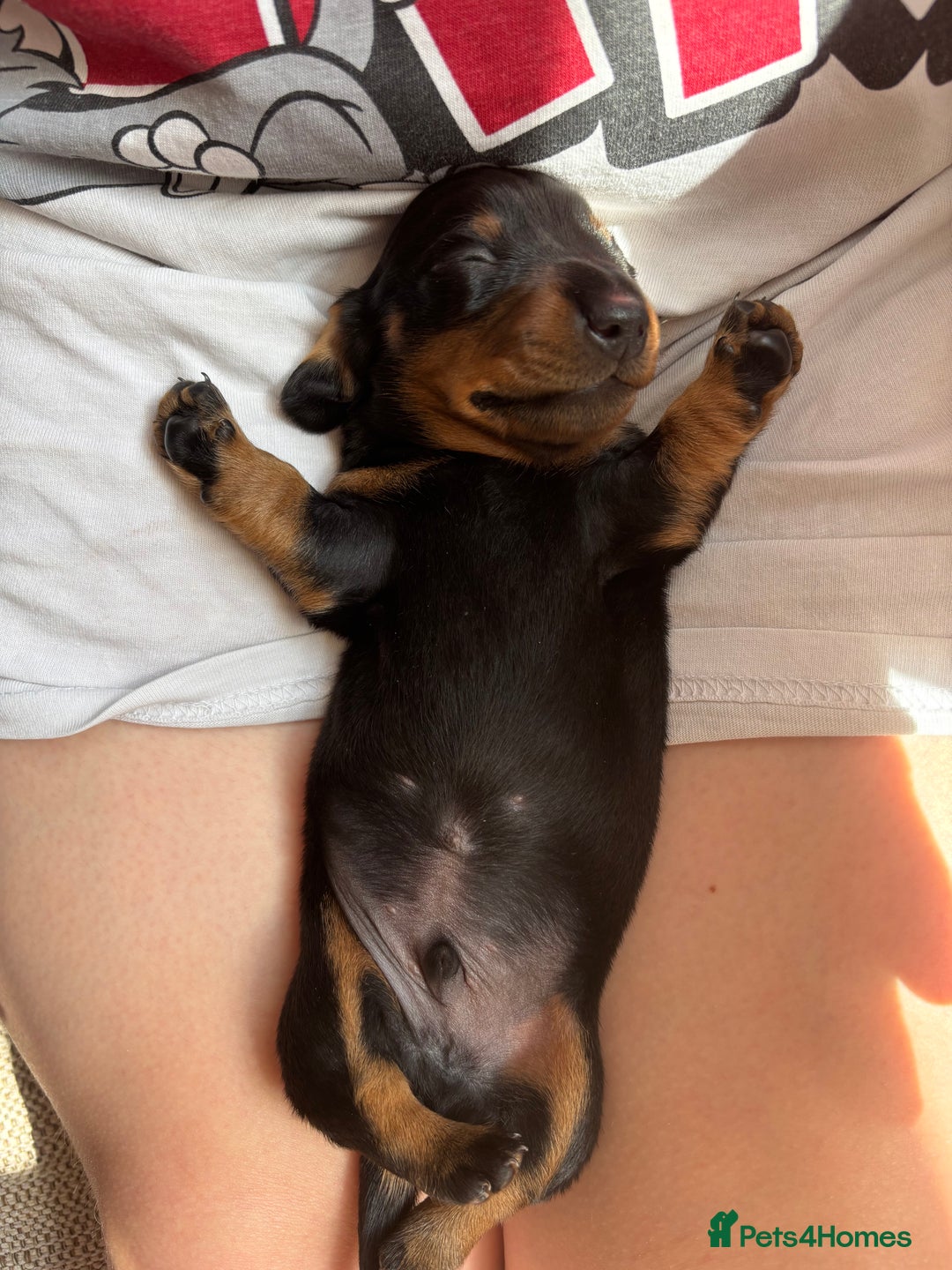 Miniature Dachshund dogs for sale: Miniature Smooth-Haired Dachshunds  - Image 13