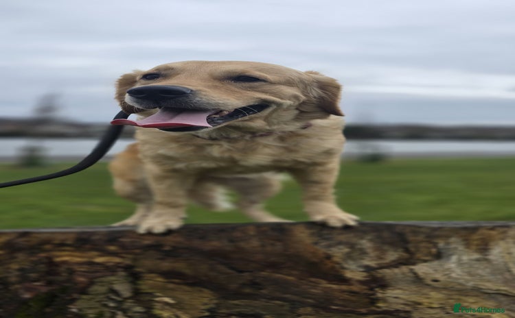 Golden Retriever dogs - Advert 1
