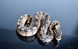 Python Snake reptiles for sale: Amazing baby ball pythons - Advert 36