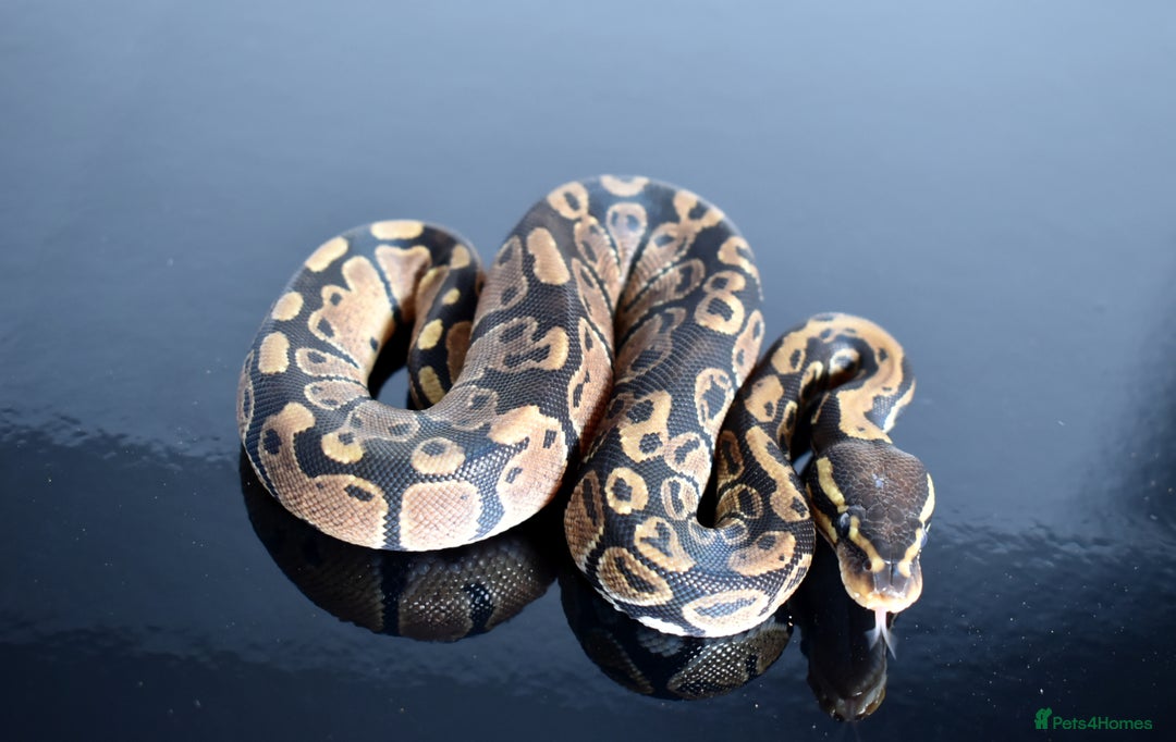 Python Snake reptiles for sale: Amazing baby ball pythons - Advert 36